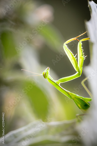 Green Praying Mantis Close-Up – Fascinating Insect (Mantis religiosa)