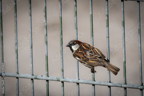 House Sparrow Sitting on a Fence – Close-Up Portrait of a Sparrow (Passer domesticus)
