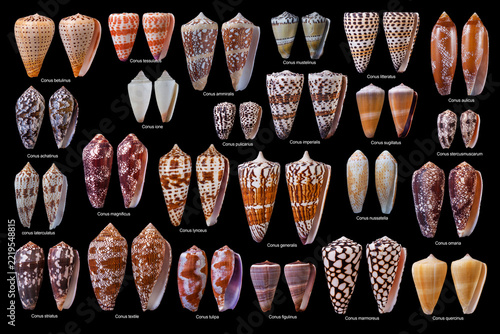 Coninae Marine mollusks table