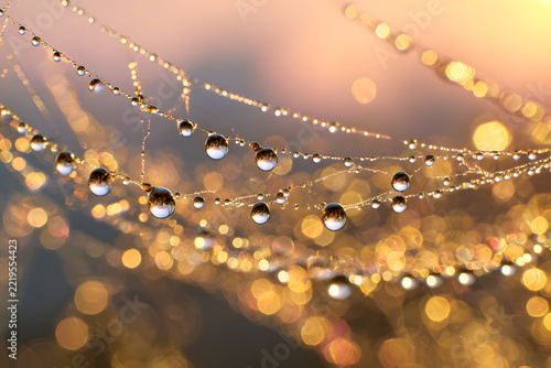 Morning dew drops on spiderweb at sunrise macro
