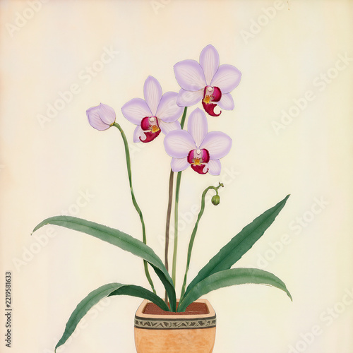 Orchid plant with red flowers in terracotta pot on white background