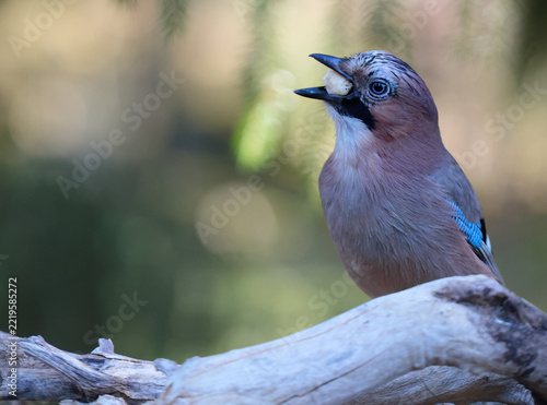 A blue jay eating a grease ball  in a forest