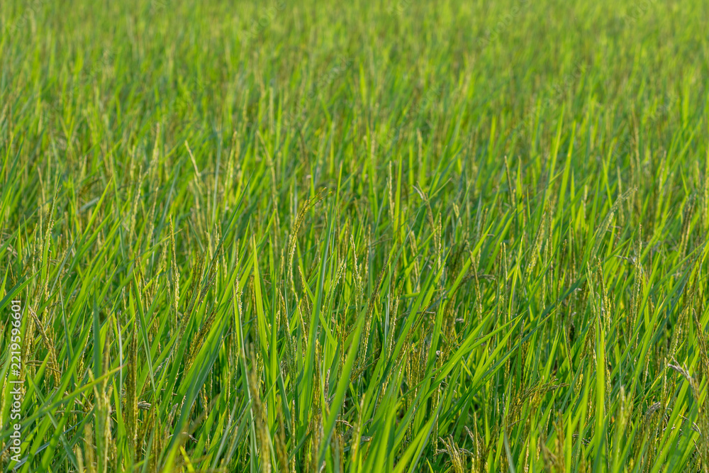 Obraz premium Vibrant green rice field full of growing ears and leaves in farm