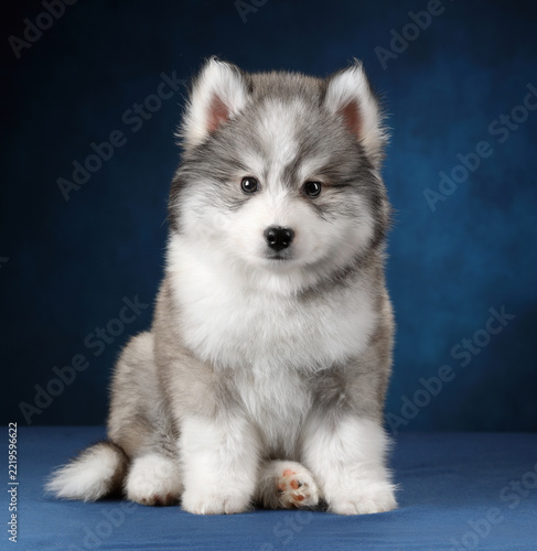 A small Siberian Husky dog sits calmly on a blue surface looking straight into the lens. The beautiful grey purebred puppy presents a clean simple studio portrait with soft white and grey coat.