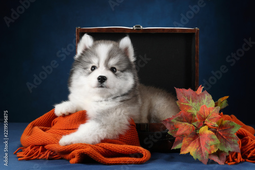 The fluffy grey purebred puppy looks attentively forward next to an orange scarf and autumn leaves on a blue studio background.