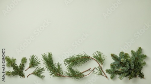 Fresh pine branches in a row on a solid light green background surface