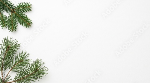 Fresh green pine branches isolated on a white background with copy space