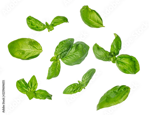 Fresh green basil leaves arranged across a clean white background, showing varied sizes, veins, textures, and natural shapes in a botanical ingredient flat lay
