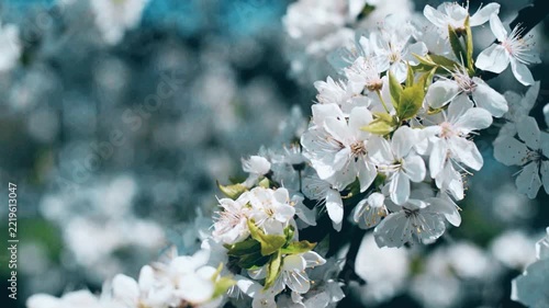 Cherry blossom branch in the garden in spring
