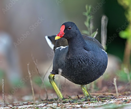  Moorhen (Gallinula chloropus), Crete, Greece