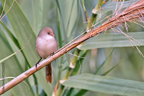 Bearded Reedling (Panurus biarmicus), Greece