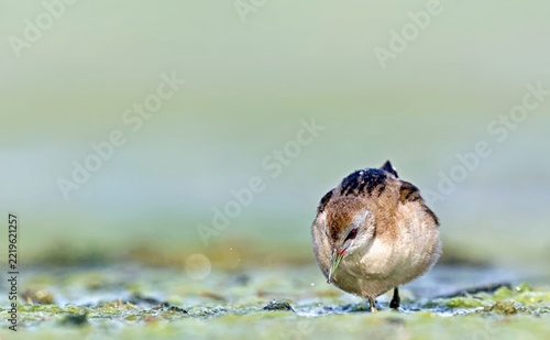 Little Crake (Porzana parva), Greece