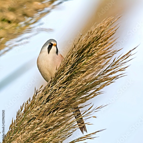 Bearded Reedling (Panurus biarmicus), Greece