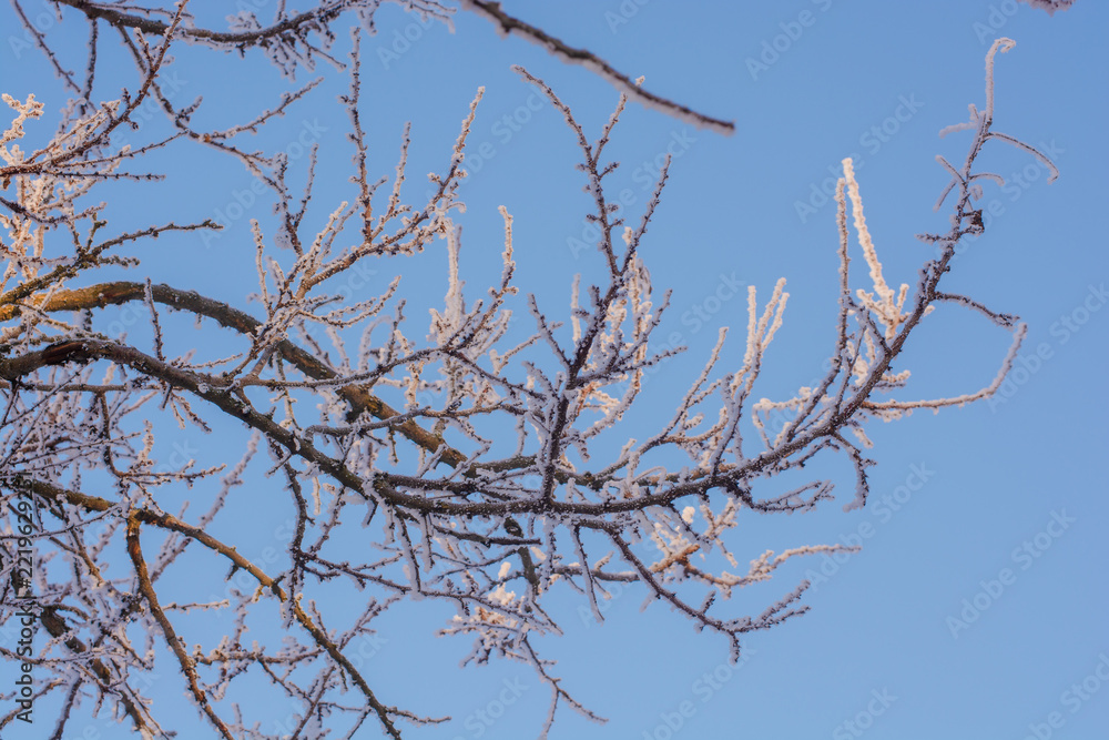Obraz premium Frosty Tree Branches Covered in White Rime Ice Against a Clear Blue Sky in Winter