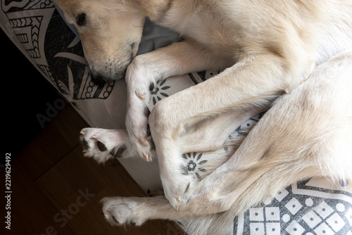 Cute light dog curled up sleeping on a patterned couch