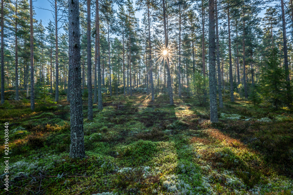Obraz premium Magical fairytale forest in a sunny morning. Forest therapy and stress relief