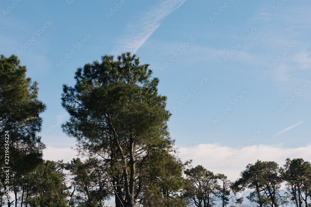 Fototapeta premium Trees, forest, nature, sky frame an open landscape with green foliage and tall branches, offering calm outdoors and natural scenery for stock imagery