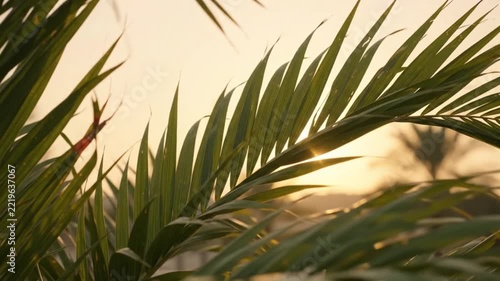 palestine flag behind palm tree leaves at sunset   