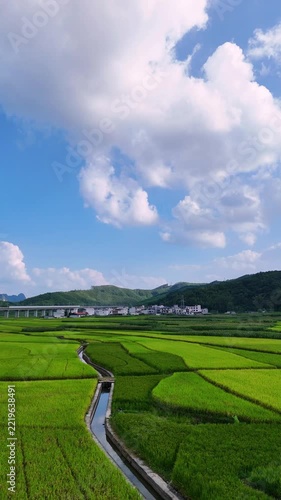 Vertical Video: Aerial view of green rice fields with a high-speed rail bridge and blue sky.