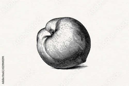 Single peach botanical etching on textured paper in monochrome