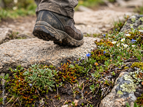 Hiker Trekking Boot Stepping On Mountain Rock With Alpine Flora