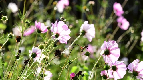 Cosmea flowers in autum in a garden