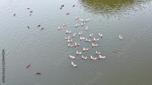 Cinematic aerial: Aerial view of mixed flocks of ducks swimming in a rural pond.