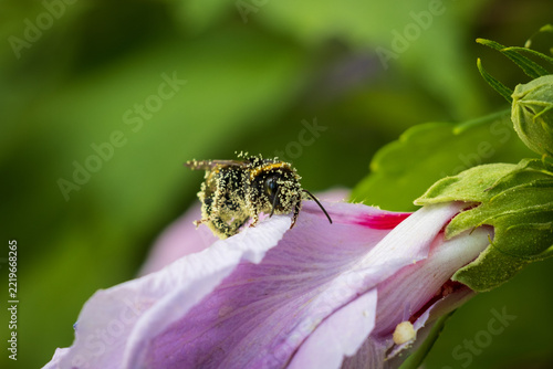 Macro of a bee completely covered in pollen on a pink hibiscus