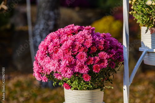 Blooming chrysanthemums in a flower pot at autumn