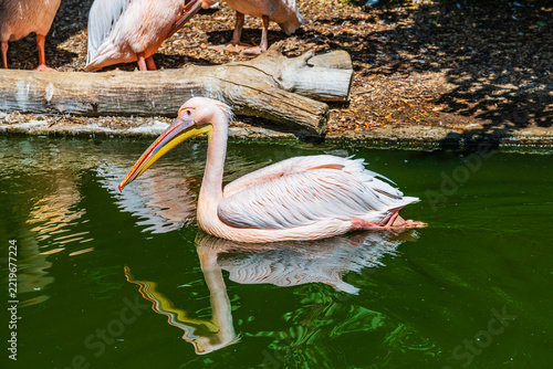 White pelican (pelecanus onocrotalus) in a water