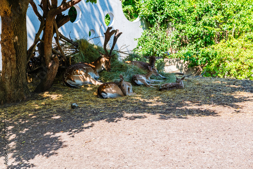 Family of the deers resting in corral