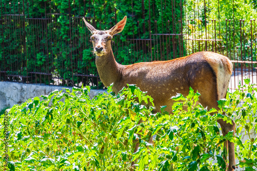 Spotted young deer female in the corral
