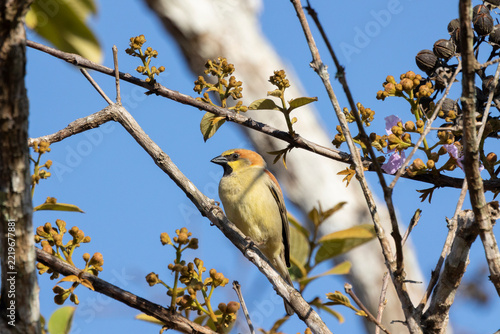 Obraz na plátně Plain-backed sparrow perched on a thin flowering branch in sunlight against a bl
