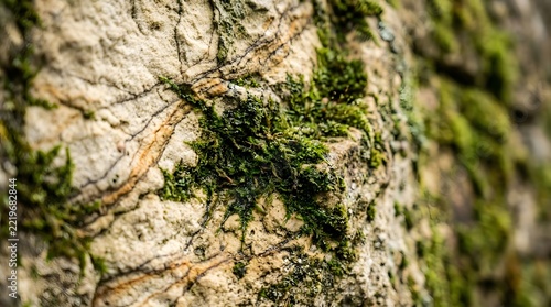 Close-up of tree bark with moss and branches