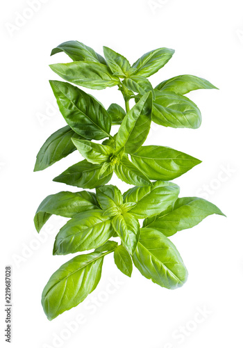 Fresh green basil leaves isolated on a white background