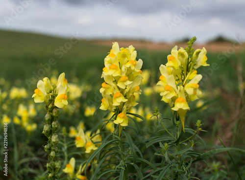 Linaire commune fleurs jaunes