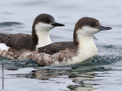 Two birds swimming in choppy water