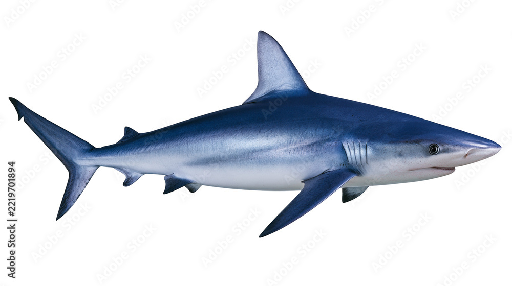 Fototapeta premium Blue shark swimming with sleek body and sharp dorsal fin