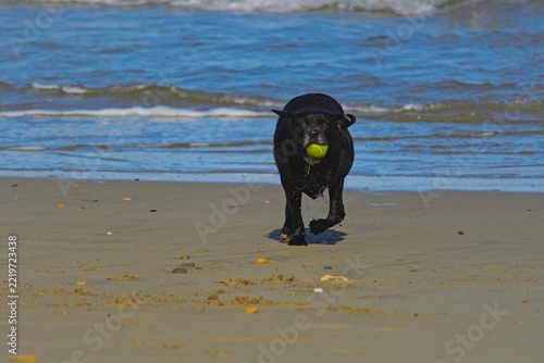 dog on a beach playing with tennis ball
