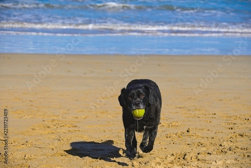 dog on a beach playing with tennis ball