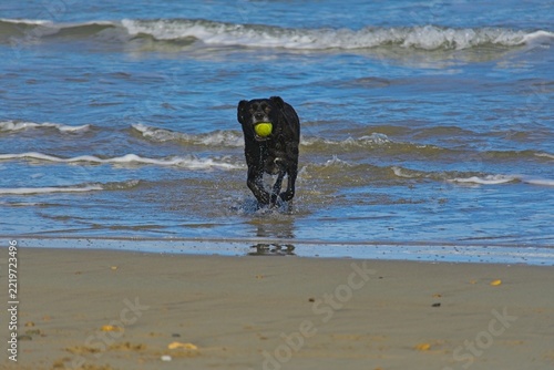 dog on a beach playing with tennis ball