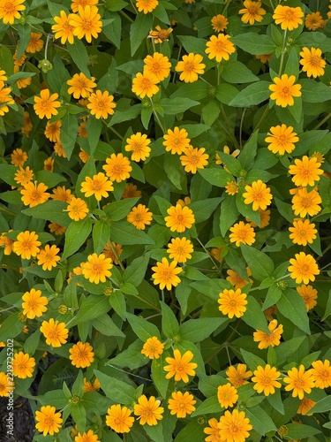 Bright yellow Melampodium flowers, resembling buttons or tiny stars.