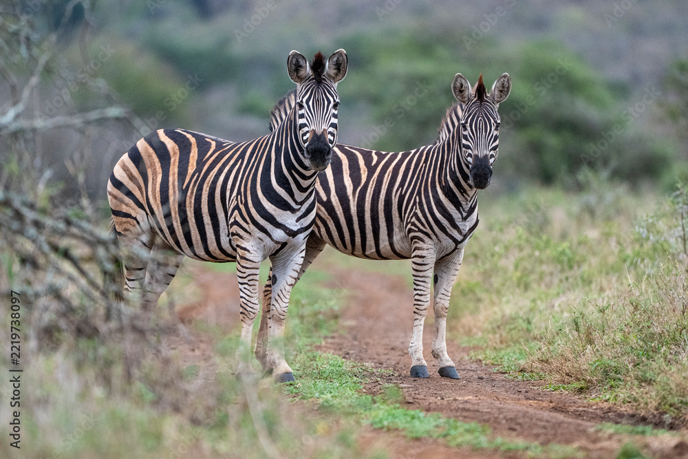 Obraz premium Two zebras standing together on a track in African bush