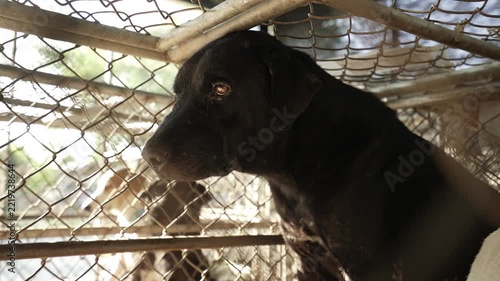A close-up video of a black dog looking outside with sad, cautious eyes from inside a metal mesh cage at an animal shelter.