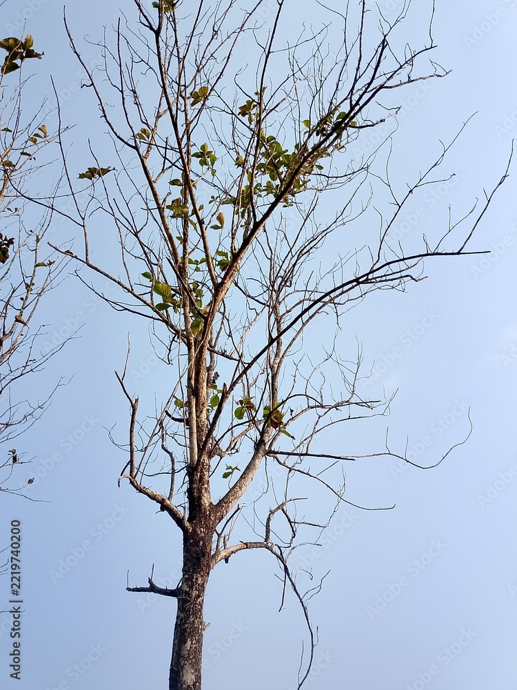 Obraz premium A dry tree that is almost dead because of the dry season 