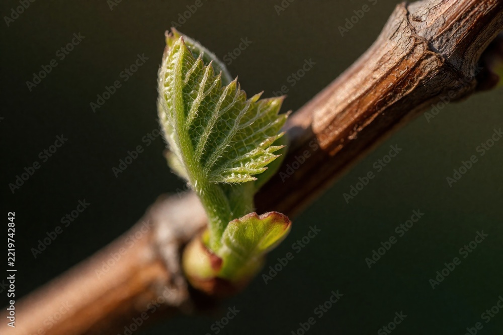 Naklejka premium Close up of young green bud growing on grapevine branch. New leaf emerges from woody vine in spring. Small plant sprout shows early stage of grape growth in vineyard during sunny season. Agriculture,