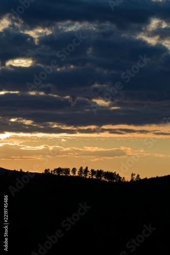 Silhouette of tall trees on the horizon with evening orange sky