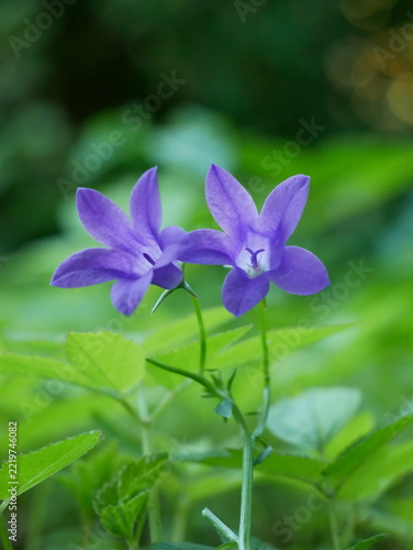 Two delicate purple bell-shaped flowers are in focus against a soft green background.