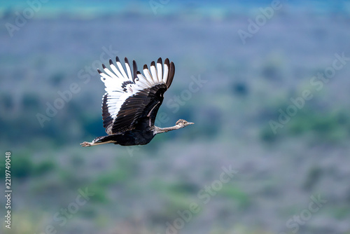 African bustard flying across the savanna with open wings