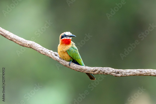 White fronted bee eater perched on a branch in Africa